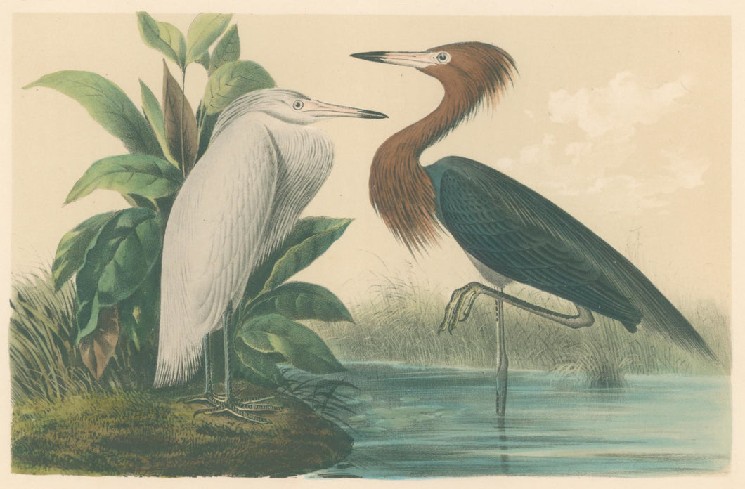 Audubon, John James  “Reddish Egret” Pl. 371