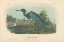 Load image into Gallery viewer, Audubon, John James  “Blue Heron” Pl. 372
