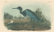 Load image into Gallery viewer, Audubon, John James  “Blue Heron” Pl. 372
