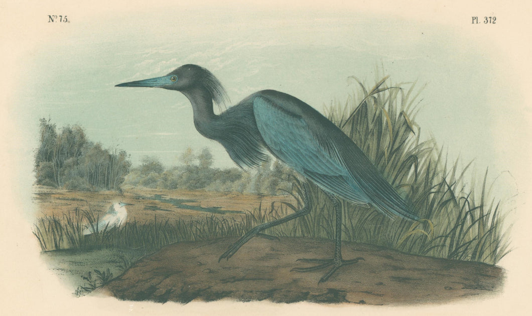 Audubon, John James  “Blue Heron” Pl. 372