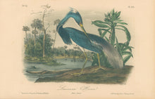 Load image into Gallery viewer, Audubon, John James  “Louisiana Heron” Pl. 373
