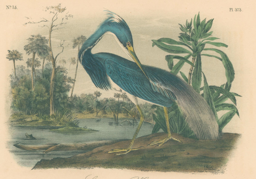Audubon, John James  “Louisiana Heron” Pl. 373