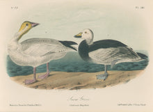Load image into Gallery viewer, Audubon, John James  “Snow Goose” Pl. 381.
