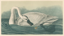 Load image into Gallery viewer, Audubon, John James  “Trumpeter Swan (Adult)” Pl. 382
