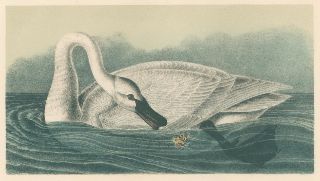 Audubon, John James  “Trumpeter Swan (Adult)” Pl. 382