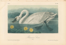 Load image into Gallery viewer, Audubon, John James  “American Swan” Pl. 384
