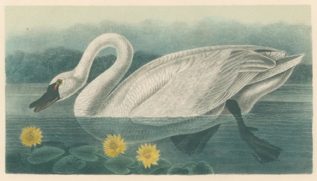 Audubon, John James  “American Swan” Pl. 384