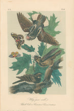 Load image into Gallery viewer, Audubon, John James  “Whip-poor-will.”  Pl. 42

