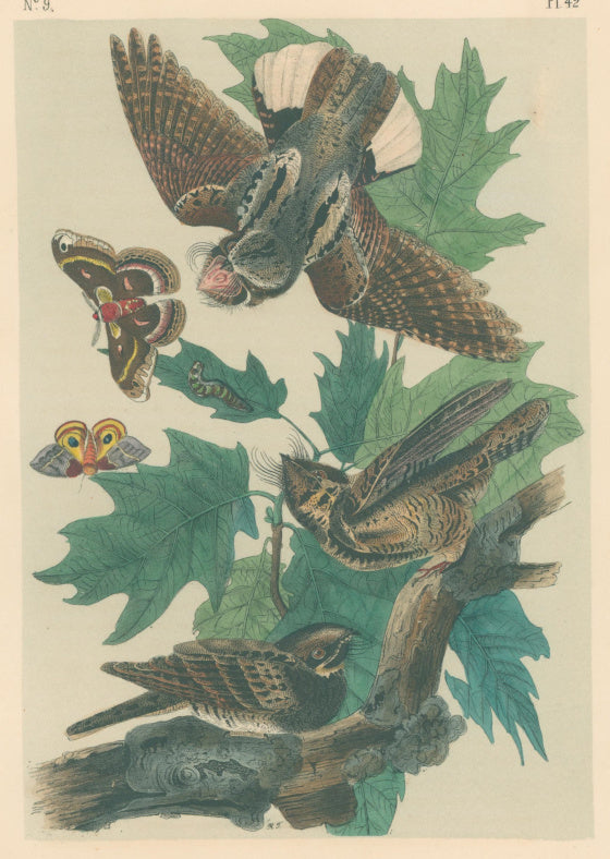 Audubon, John James  “Whip-poor-will.”  Pl. 42