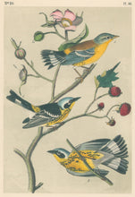Load image into Gallery viewer, Audubon, John James  “Black &amp; yellow Wood-Warbler.”  Pl. 96
