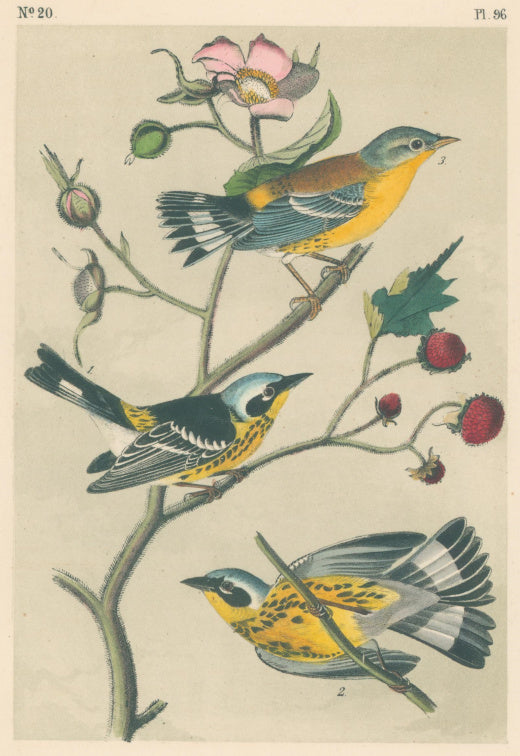 Audubon, John James  “Black & yellow Wood-Warbler.”  Pl. 96