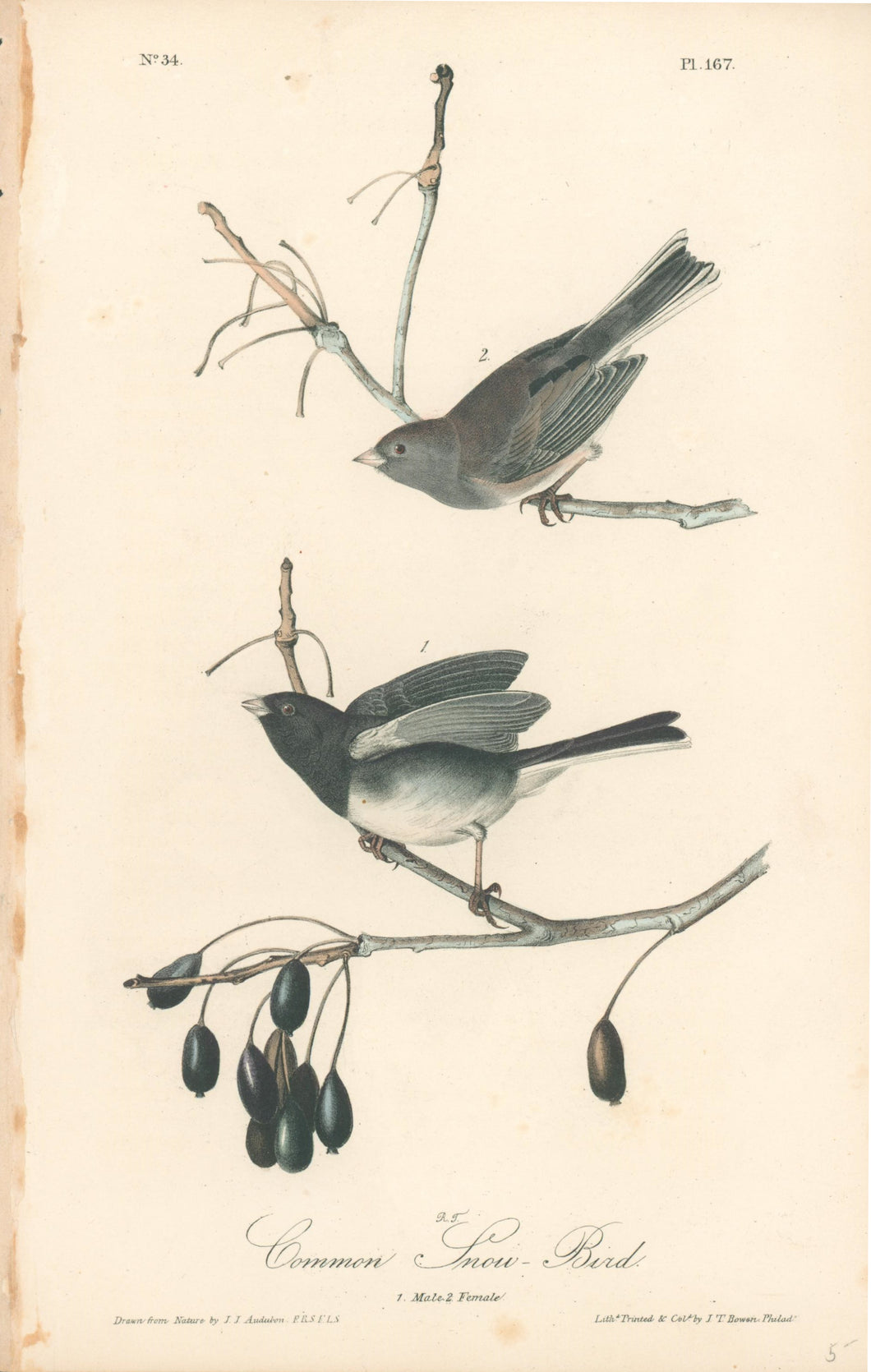Audubon, John James 