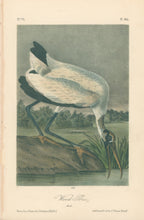 Load image into Gallery viewer, Audubon, John James &quot;Wood Ibis&quot; Pl. 361
