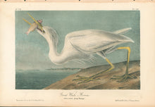 Load image into Gallery viewer, Audubon, John James &quot;Great White Heron&quot; Pl. 368
