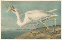 Load image into Gallery viewer, Audubon, John James &quot;Great White Heron&quot; Pl. 368
