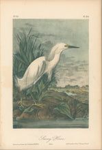 Load image into Gallery viewer, Audubon, John James &quot;Snowy Heron&quot; Pl. 374
