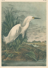 Load image into Gallery viewer, Audubon, John James &quot;Snowy Heron&quot; Pl. 374
