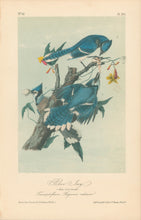 Load image into Gallery viewer, Audubon, John James  “Blue Jay.”  Pl. 231
