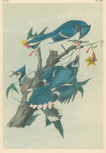 Load image into Gallery viewer, Audubon, John James  “Blue Jay.”  Pl. 231
