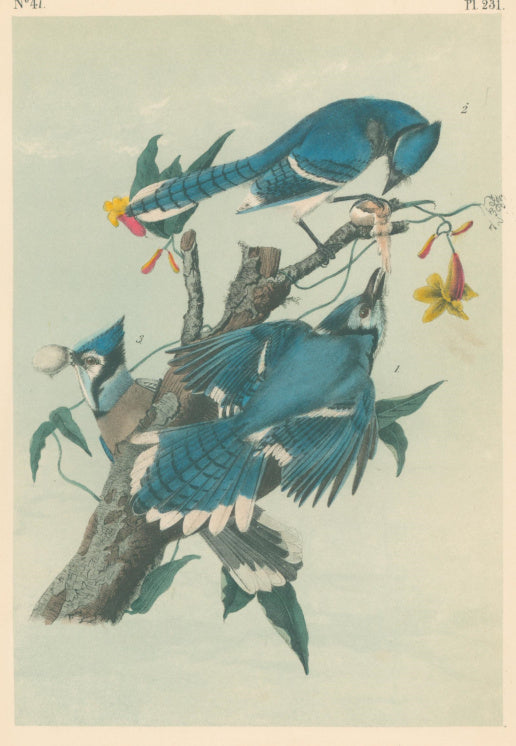 Audubon, John James  “Blue Jay.”  Pl. 231