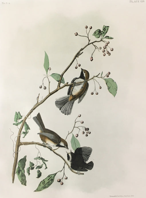 Audubon Birds Philadelphia Print Shop audubon-birds-philadelphia-print-shop