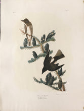 Load image into Gallery viewer, Audubon, John James &quot;Olive sided Flycatcher&quot; Plate 58

