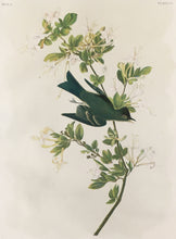 Load image into Gallery viewer, Audubon, John James &quot;Wood Pewee&quot; Plate 63
