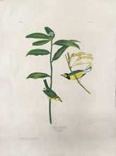 Load image into Gallery viewer, Audubon, John James &quot;Hooded Warbler&quot; Plate 71
