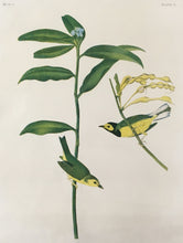 Load image into Gallery viewer, Audubon, John James &quot;Hooded Warbler&quot; Plate 71
