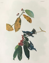 Load image into Gallery viewer, Audubon, John James &quot;Azure Warbler&quot; Plate 86
