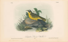 Load image into Gallery viewer, Audubon, John James  “Delafield&#39;s Ground Warbler.” Pl. 103
