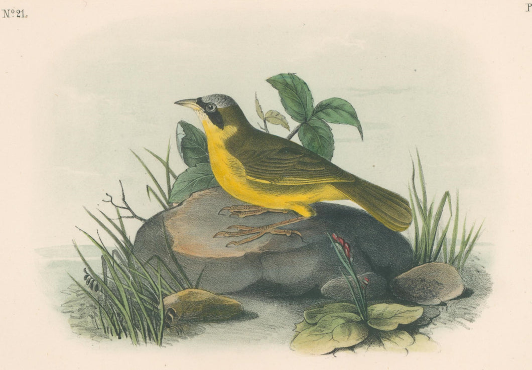 Audubon, John James  “Delafield's Ground Warbler.” Pl. 103
