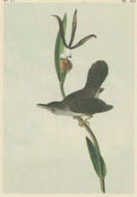 Load image into Gallery viewer, Audubon, John James  “Parkman’s Wren.” Pl. 122
