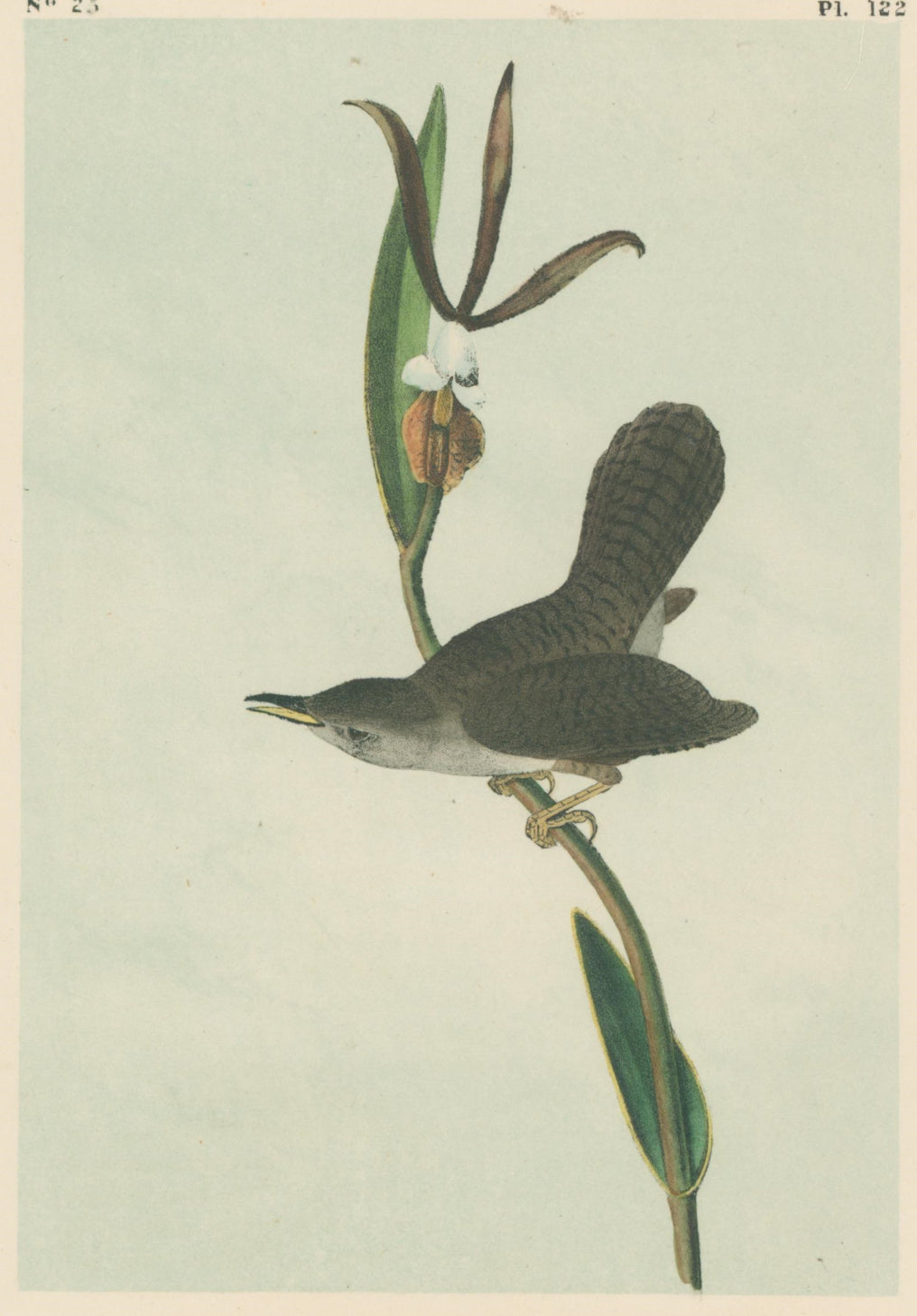 Audubon, John James  “Parkman’s Wren.” Pl. 122