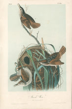 Load image into Gallery viewer, Audubon, John James  “Marsh Wren.” Pl. 123
