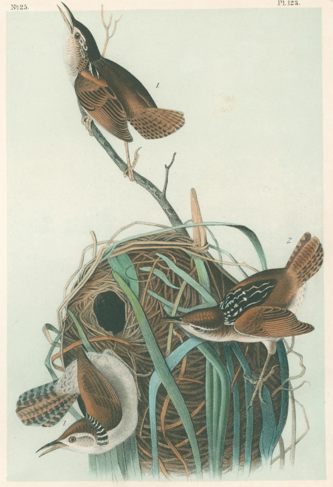 Audubon, John James  “Marsh Wren.” Pl. 123