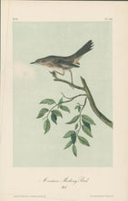 Load image into Gallery viewer, Audubon, John James  “Mountain Mocking Bird.” Pl. 139
