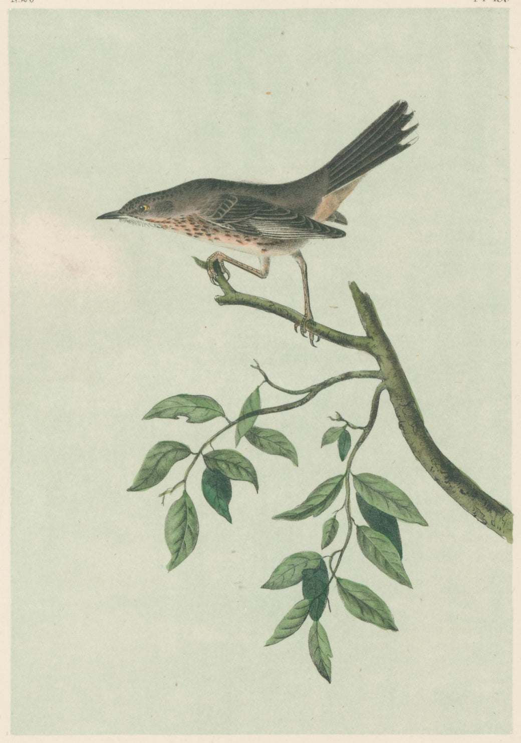 Audubon, John James  “Mountain Mocking Bird.” Pl. 139