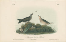 Load image into Gallery viewer, Audubon, John James  “American Pipit or Titlark.” Pl. 150
