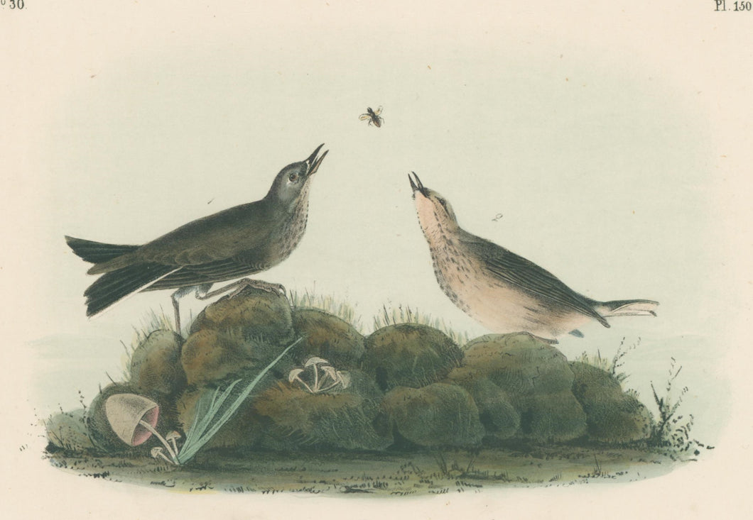 Audubon, John James  “American Pipit or Titlark.” Pl. 150
