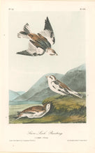 Load image into Gallery viewer, Audubon, John James  “Snow Lark Bunting.” Pl. 156
