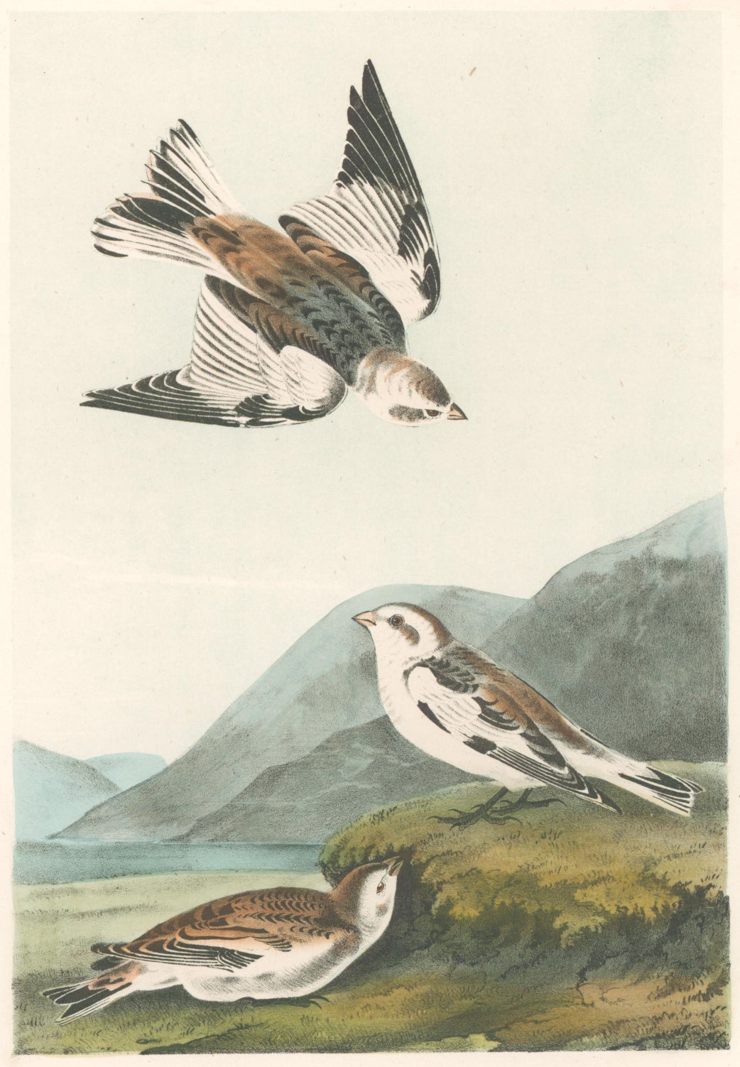 Audubon, John James  “Snow Lark Bunting.” Pl. 156