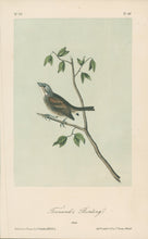 Load image into Gallery viewer, Audubon, John James  “Townsend&#39;s Bunting.” Pl. 157

