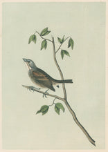 Load image into Gallery viewer, Audubon, John James  “Townsend&#39;s Bunting.” Pl. 157
