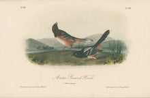 Load image into Gallery viewer, Audubon, John James  “Arctic Ground Finch.” Pl. 194
