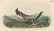 Load image into Gallery viewer, Audubon, John James  “Arctic Ground Finch.” Pl. 194
