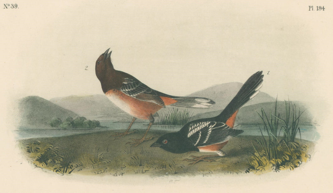 Audubon, John James  “Arctic Ground Finch.” Pl. 194