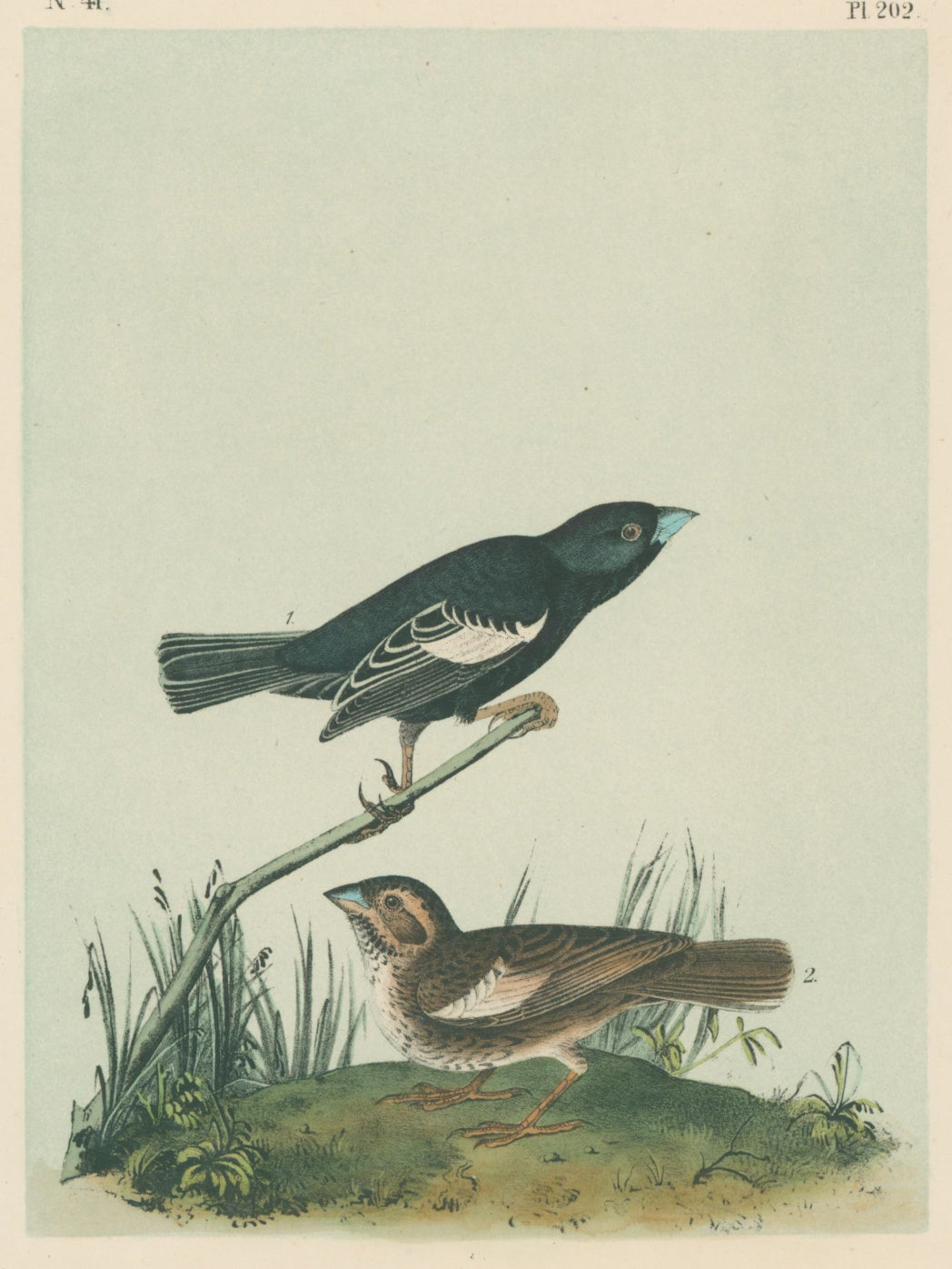 Audubon, John James  “Prairie Lark Finch.” Pl. 202