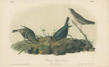 Load image into Gallery viewer, Audubon, John James  “Common Cow-bird.” Pl. 212
