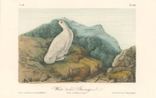 Load image into Gallery viewer, Audubon, John James  “White-tailed Ptarmigan.” Pl. 302
